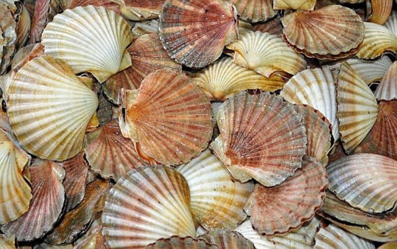 Tasmanian Scallop season to open on 5 June