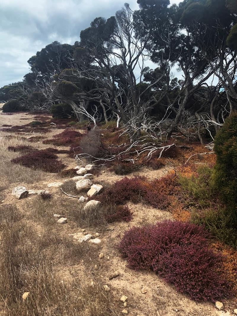 On Flinders Island there are some beautiful walking areas. We walked right along this treeline for about 4km photo copyright Wooden Boat Shop taken at 