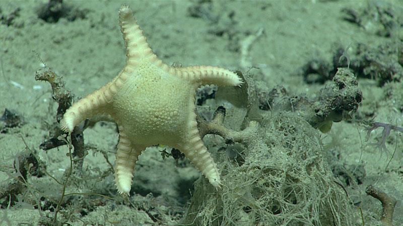 This sea star (Floriaster maya) was seen alive (and feeding) for the first time near Florida's Dry Tortugas in the Gulf of Mexico during the 2019 Southeastern U.S. Deep-sea Exploration photo copyright NOAA Office of Ocean Exploration and Research taken at 