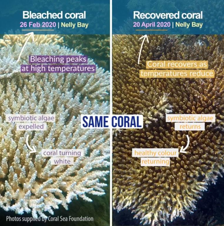 Reef health updates photo copyright Coral Sea Foundation taken at 