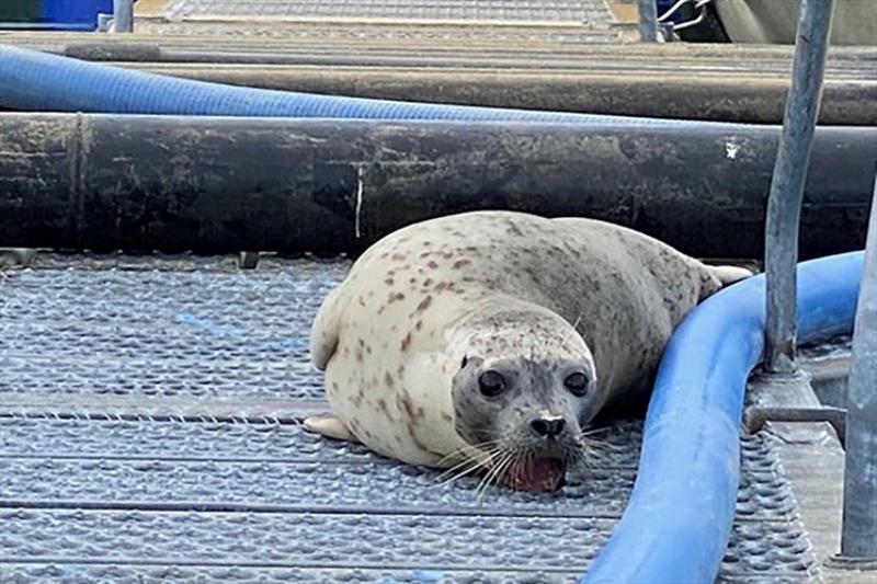 Personnel at the hatchery in Valdez discovered a harbor seal with its teeth stuck in metal grating photo copyright Rob Unger taken at 
