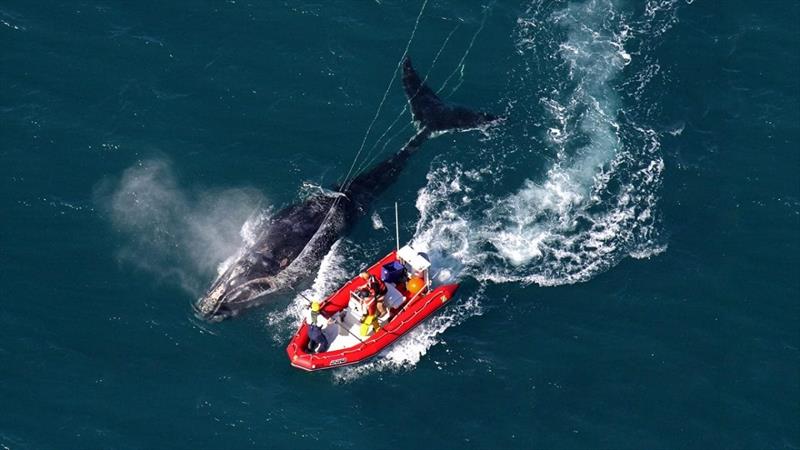 A disentanglement team attempts to free a right whale from fishing gear. The animal was found dead two weeks later from injuries caused by the entanglement photo copyright EcoHealth Alliance, NOAA Permit #932-1905 taken at 