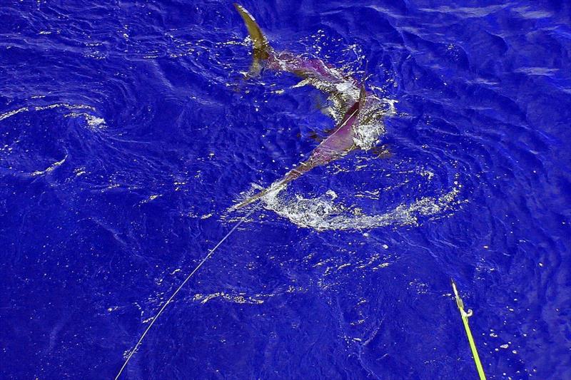 Researchers have tagged swordfish off Southern California for studies