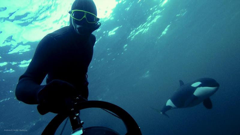 Orca calf encounter photo copyright Andreas B. Heide - Barba.no taken at 