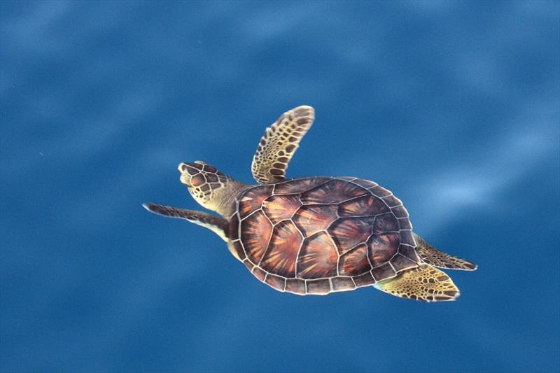 A juvenile green turtle swimming in the open ocean photo copyright Our Sea Turtles. Blair and Dawn Witherington taken at 