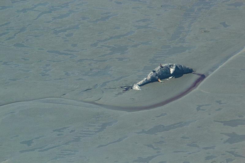 A stranded gray whale found in upper Cook Inlet, near the mouth of the Theodore River photo copyright AVPS / Natalie Rouse taken at 