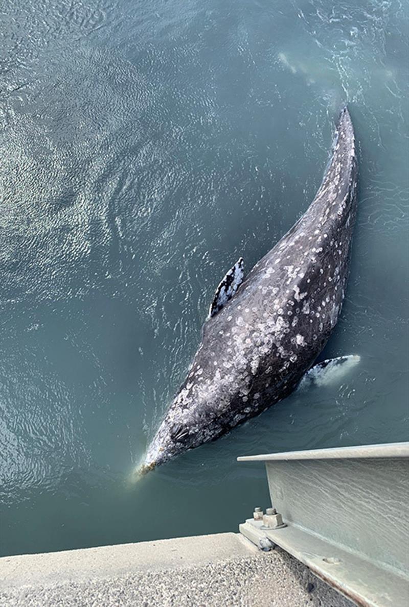 NOAA Fisheries monitored a gray whale in the Twentymile River near Girdwood, Alaska until it was able to free itself and swim back into Turnagain Arm photo copyright NOAA / Barbara Mahoney taken at 