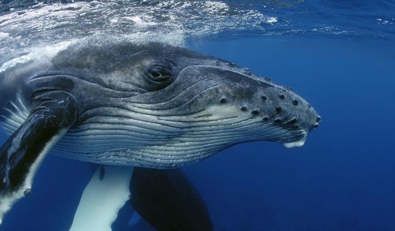 Humpback whale, Great Barrier Reef photo copyright GBRMPA taken at 
