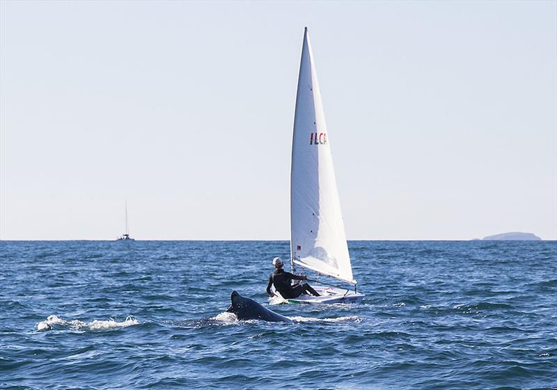 `I'll go under him` might is right, but this whale was also deftly astute. - photo © John Curnow