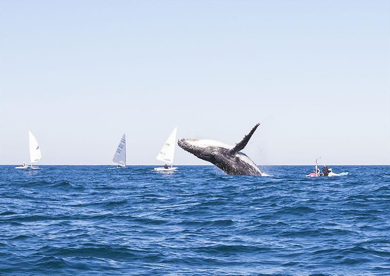 Look at me - so we did!  AST Laser Coach Michael Blackburn is in the RIB to the right of frame photo copyright John Curnow taken at Coffs Harbour Yacht Club