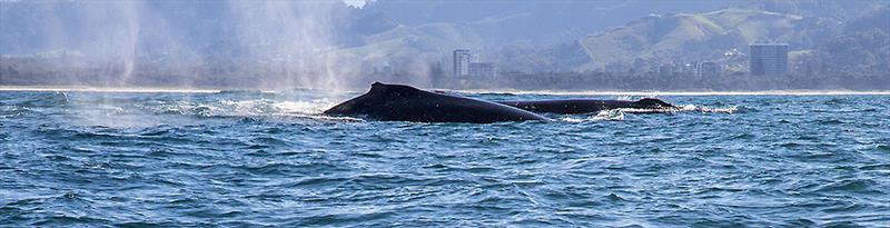 All of the inhabitants at Coffs Harbour put on a real show... - photo © John Curnow