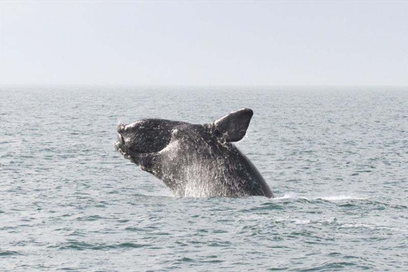 North Atlantic right whale photo copyright NOAA Fisheries taken at 