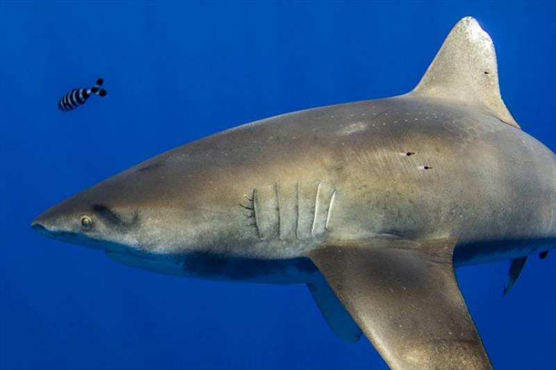 This oceanic whitetip shark is more than 6 feet long. The circular markings next to its dorsal fin were likely caused by a giant squid photo copyright Deron Verbeck / iamaquatic.com taken at 
