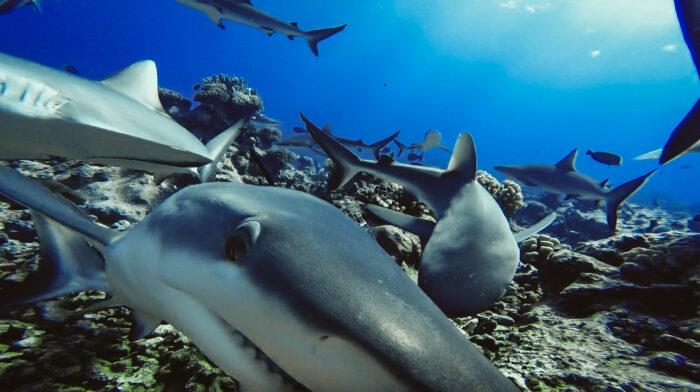 Sharks are functionally extinct on nearly 20 percent of the world's reefs photo copyright Global FinPrint taken at 