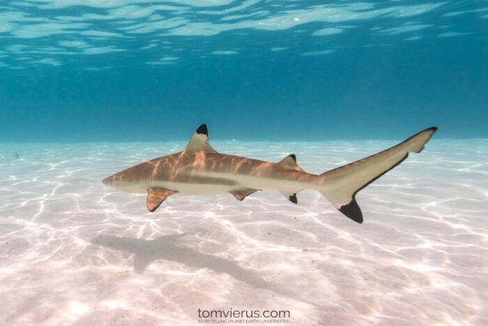 Climate change is changing already extreme nursery environments for baby blacktip reef sharks photo copyright Tom Vierus, www.tomvierus.com taken at 