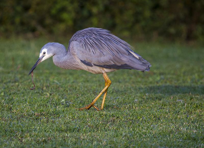 Early bird catches the worm... - photo © John Curnow