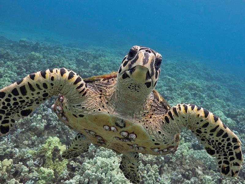 A hawksbill sea turtle in western Maui, Hawaii photo copyright Don McLeish taken at 
