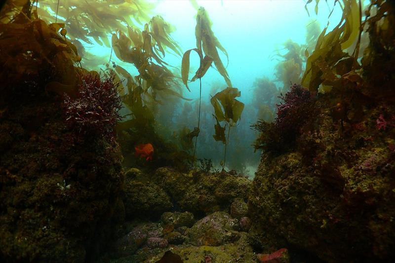 Healthy kelp forest habitat after restoration in California photo copyright NOAA Fisheries taken at 