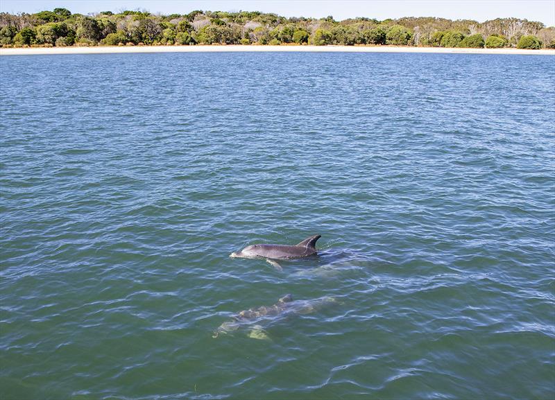 Pod of dolphins came to investigate the Maritimo X50R during our test. - photo © John Curnow