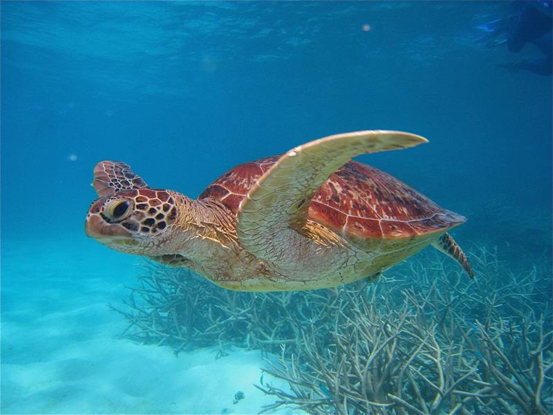 Six of the world's seven species of marine turtle live within the Great Barrier Reef World Heritage Area photo copyright Great Barrier Reef Marine Park Authority taken at 
