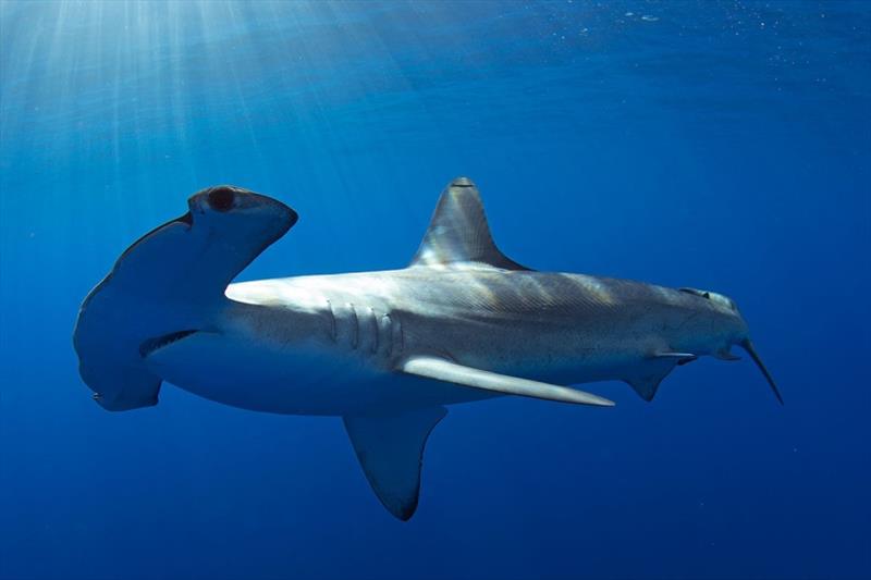 The range of smooth hammerhead sharks shifted north as much 2,800 kilometers, more than 1,700 miles, during a major marine heatwave that affected the northeast Pacific Ocean from 2013 into 2015. The heatwave was known as `The Blob.` photo copyright Richard Herrmann / NOAA Fisheries taken at 