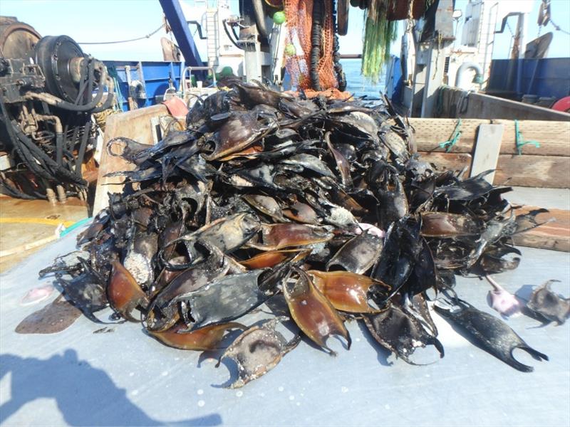 A sample of Alaska skate egg cases from which embryo DNA was extracted photo copyright NOAA Fisheries taken at 