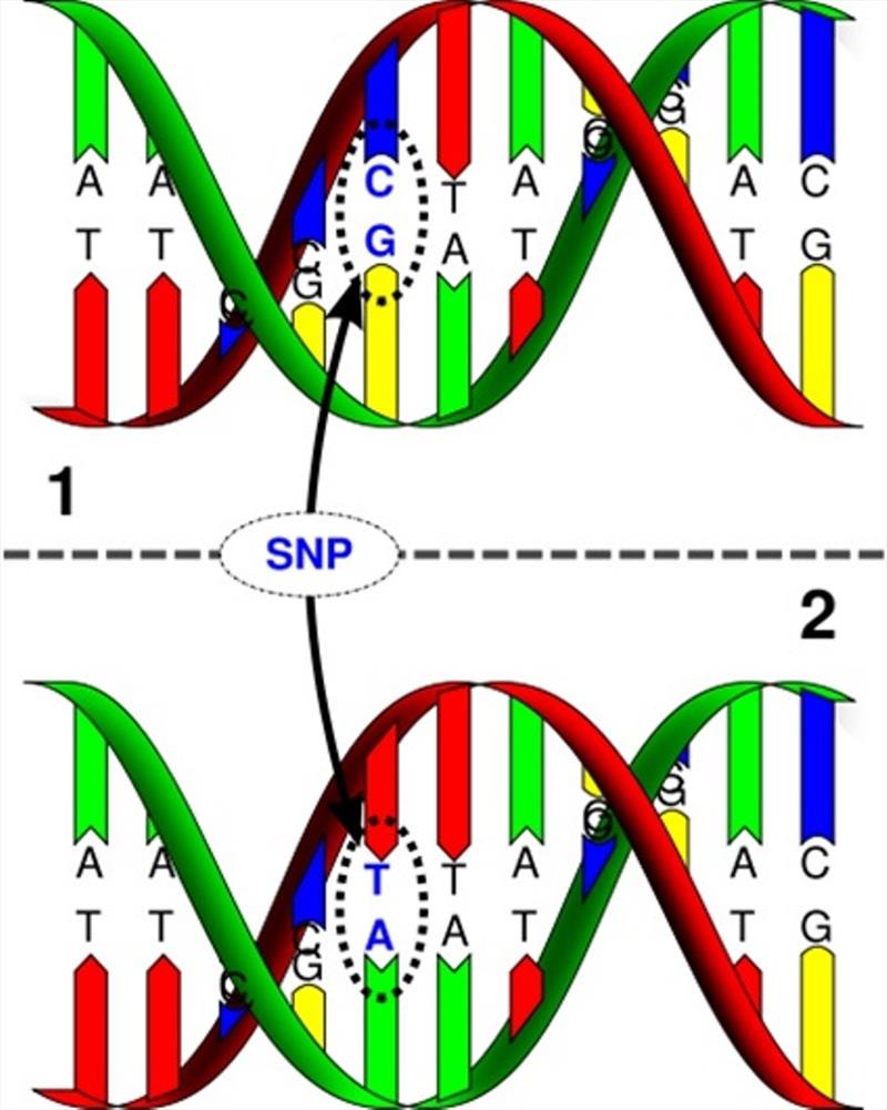 SNPs are a type of genetic variation within DNA that is passed from parents to offspring. SNPs will match among siblings and other close relatives. There will be far fewer matches among distantly related or unrelated individuals photo copyright NOAA Fisheries taken at 