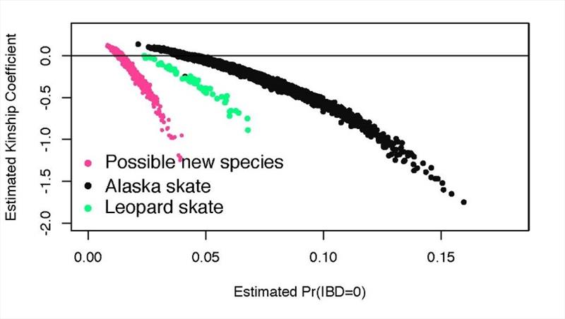 Embryos of the possible new species are visually indistinguishable from those of the Alaska skate, but more genetically distant than the visibly distinct leopard skate. - photo © NOAA Fisheries