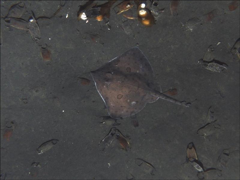 A female Alaska skate in an egg case nursery. - photo © NOAA Fisheries