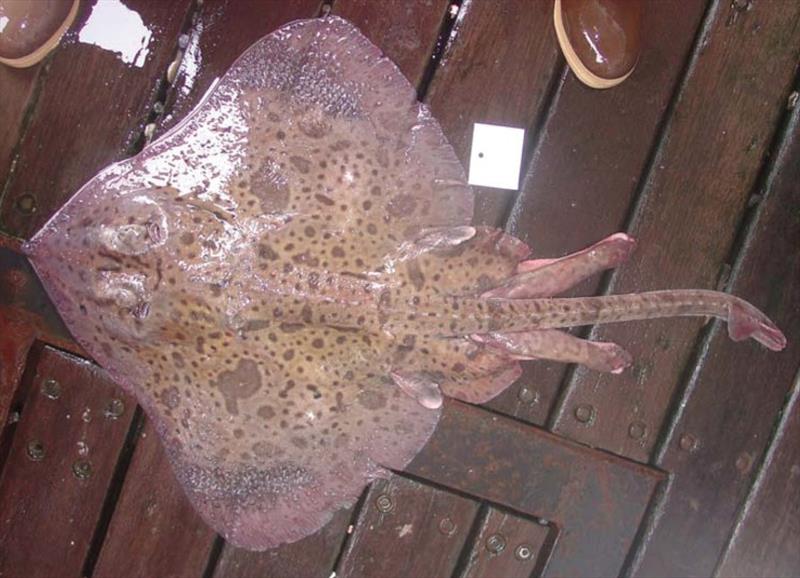 Leopard skate. - photo © NOAA Fisheries