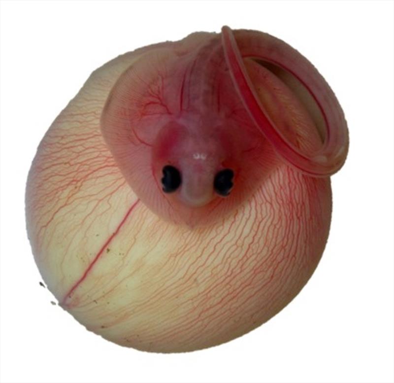 Skate embryo photo copyright NOAA Fisheries taken at 