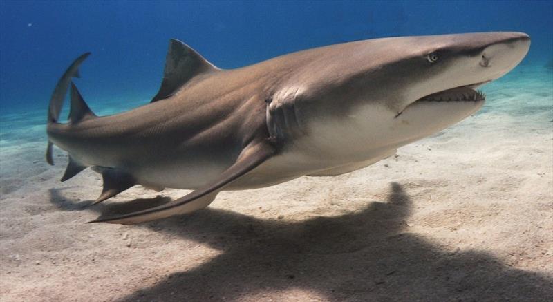 Sharks in Atlantic coastal waters photo copyright NOAA Fisheries taken at 