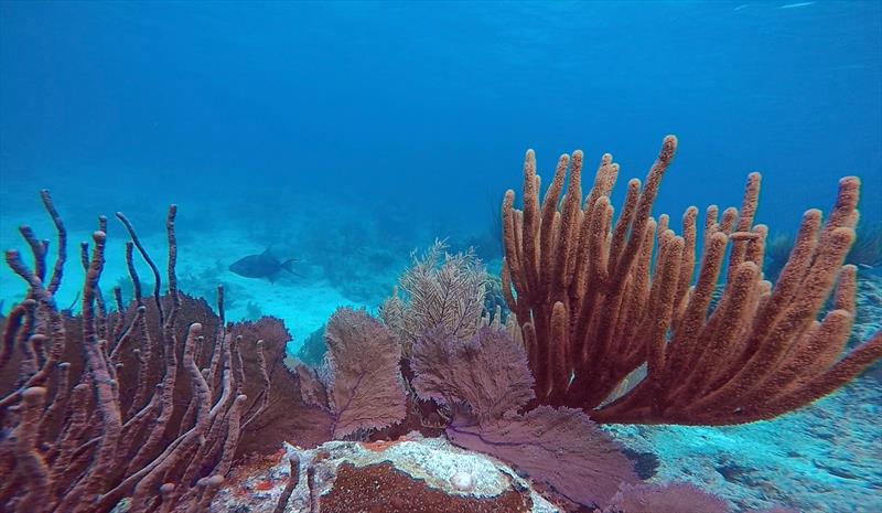 Sea fans—softer-bodied coral relatives—colonising a dead stony coral framework photo copyright David Paz-Garcia taken at 