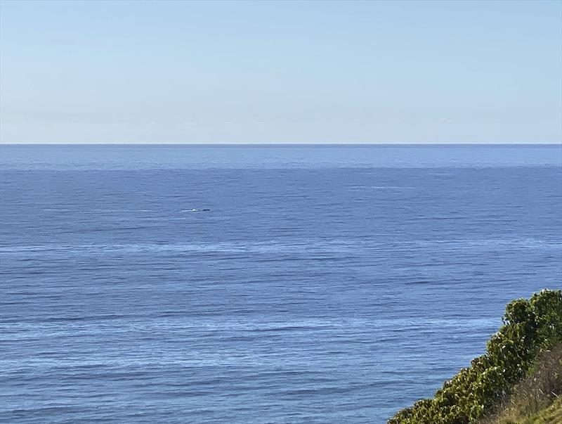 Serendipity - stop at the lookout and voilà, a whale sighting... Nice work. (Would have only been better if I had the real lens with me and not just the phone - sorry.) photo copyright John Curnow taken at 