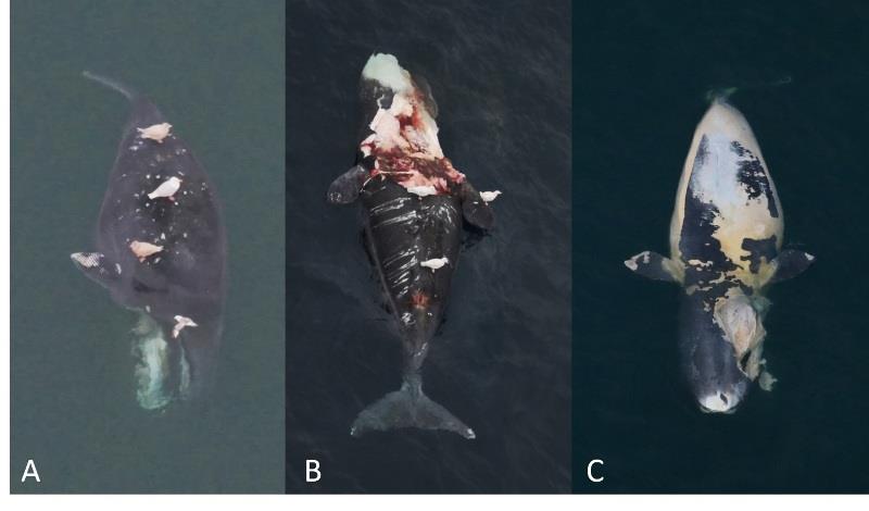 (A) The 2015 bowhead calf carcass that provided first evidence of killer whale predation in U.S. Pacific Arctic. Note rake marks on calf's flipper, mouth, jaw. (B and C) Carcasses of bowhead whales with injuries to mouth and jaw from killer whale attacks photo copyright NOAA Fisheries / Funded by the Bureau of Ocean Energy Management taken at 