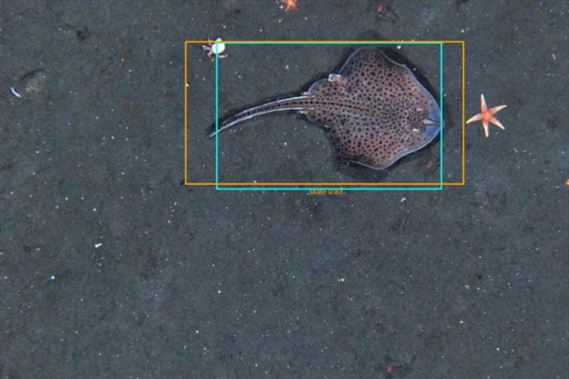 Researchers at the Northeast Fisheries Science Center are using a machine learning software to teach computers how to identify the sea life in millions of images of the ocean floor photo copyright NOAA Fisheries taken at 