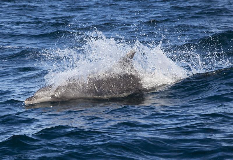 Happy days indeed - this dolphin ensured that we knew who was really made for the water when we were out during the course of the week photo copyright John Curnow taken at 