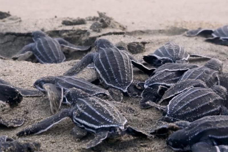 Leatherback hatchlings photo copyright NOAA Fisheries taken at 