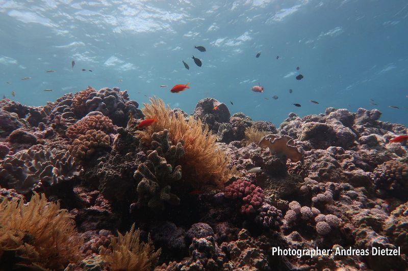 The Great Barrier Reef has lost half its corals in the past three decades. Diminished populations of the larger breeding corals means there are fewer baby corals—which affects the reef's ability to recover from the impacts of climate change photo copyright Andreas Dietzel taken at 