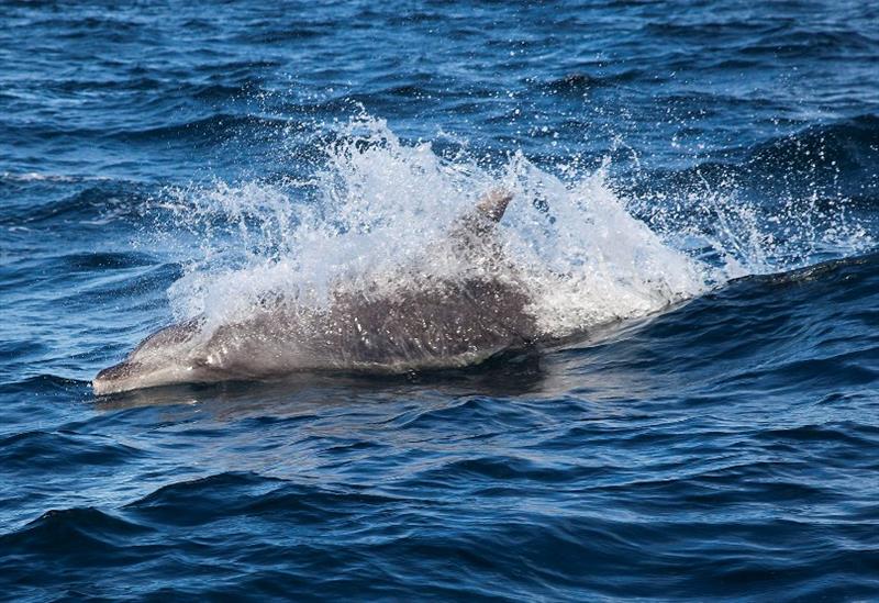 Dolphin photo copyright John Curnow taken at 
