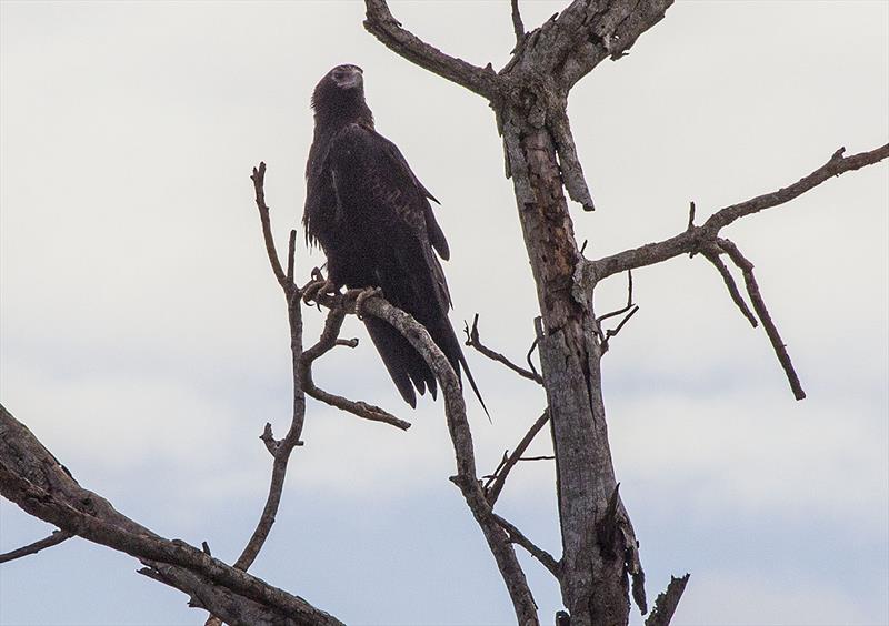 A wedge-tailed eagle observes its domain from on high photo copyright John Curnow taken at 