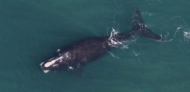 North Atlantic right whale photo copyright NFWF taken at 