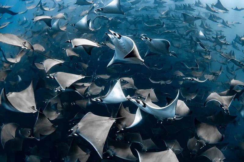 Nadia Aly; an aggregation of mobula rays off the coast of Mexico wins top prize at this year's awards photo copyright Nadia Aly taken at 