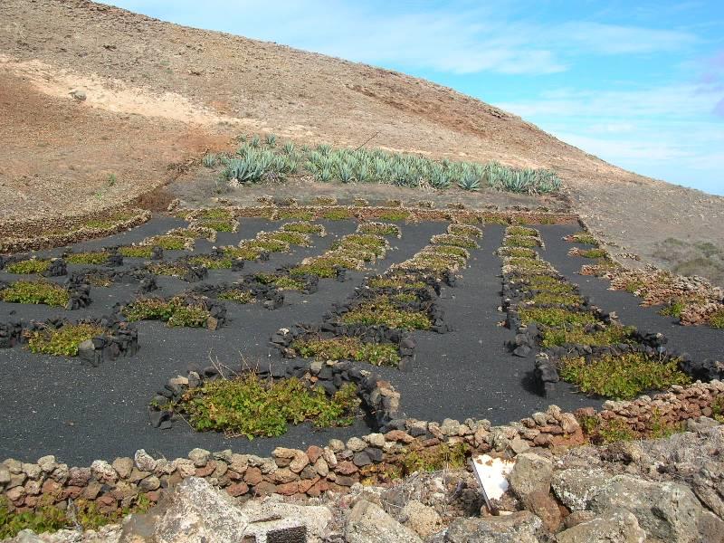 Lanzarote Viniculture photo copyright Hugh & Heather Bacon taken at 