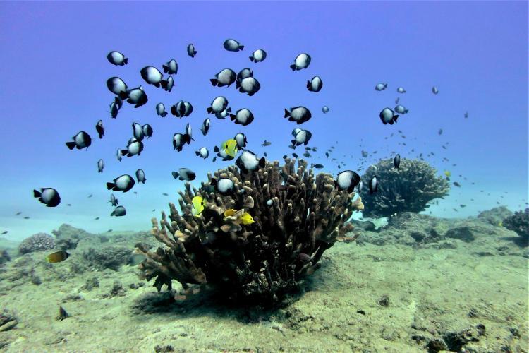 Pocillopora grandis coral colonies serve as a welcome shelter for these butterflyfish and damselfish photo copyright NOAA Fisheries / Ari Halperin taken at 