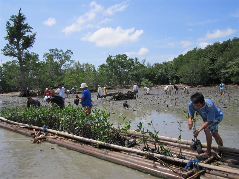 Boris Herrmann started a mangrove reforestation project in the Philippines together with the German-Philippine environmental organization Mama Earth Foundation - photo © Holly Cova