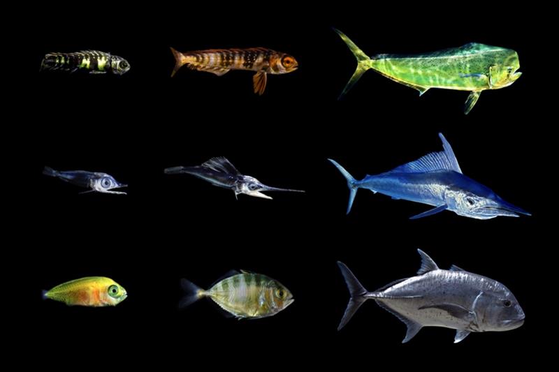 Images of the larval, juvenile, and adult stages of three fish species found in surface slick nurseries in West Hawai‘i. (Top) Mahi-mahi (Coryphaena hippurus); (middle) Shortbill spearfish (Tetrapturus angustirostris); (bottom) Trevally (Caranx sp.) photo copyright NOAA Fisheries/Jonathan Whitney, Blue Planet Archive/Masa Ushioda and John Burns taken at 