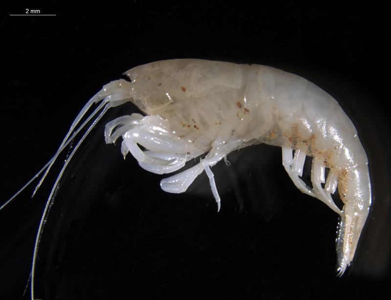 The blind shrimp shrimp Parisia unguis is the apex predator of the Beetaloo stygofauna photo copyright CSIRO taken at 