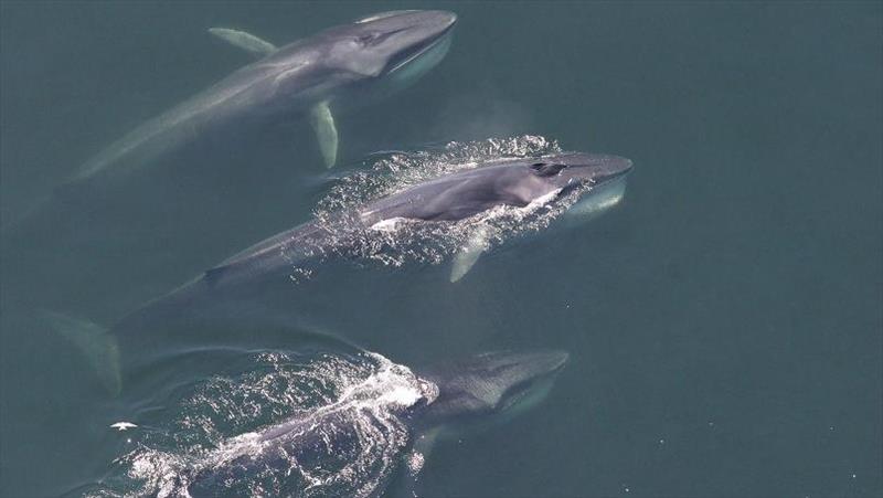 Finback whales photo copyright NOAA Fisheries taken at 