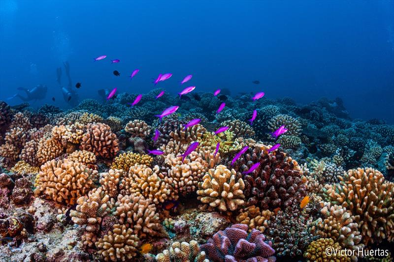 Planktivores (Pseudanthias pascalus) feeding above the coral reefs of French Polynesia. Planktivores are far more diverse than other fish species in the Indo-Australian Archipelago photo copyright Victor Huertas taken at 